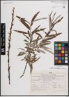 Foto von Salix eleagnos Scop.